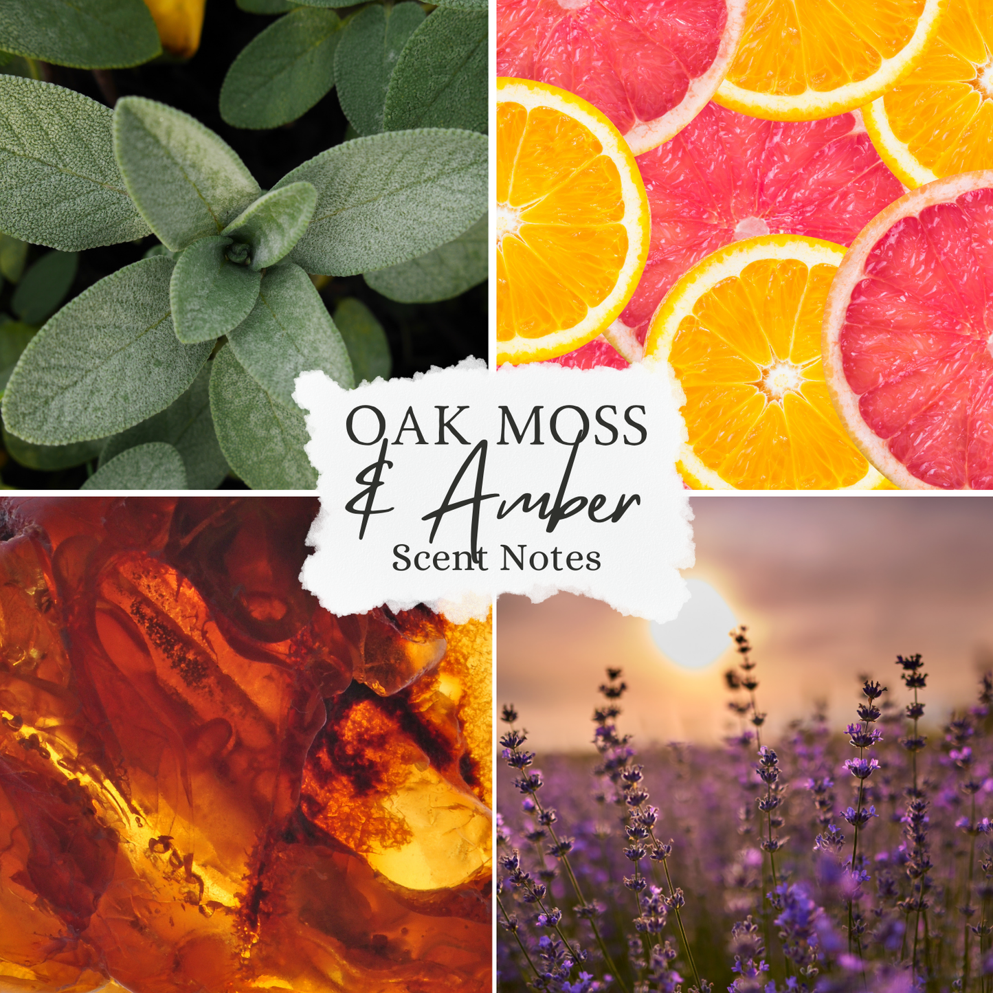 Oakmoss & Amber Scented Wax Melt